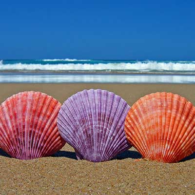 bigstock-Five-Scallop-Sea-Shells-1350445